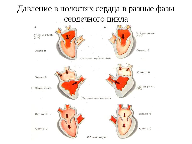 Диаграмма изменения давления и объема крови в желудочках сердца во время сердечного цикла