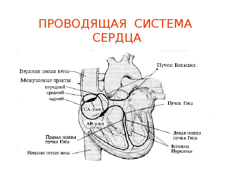 Проводящая система проводит. Проводящая система сердца схема с подписями. Проводящая система сердца тракты. Проводящая система сердца схема физиология. Проводящая система сердца пучок Бахмана.