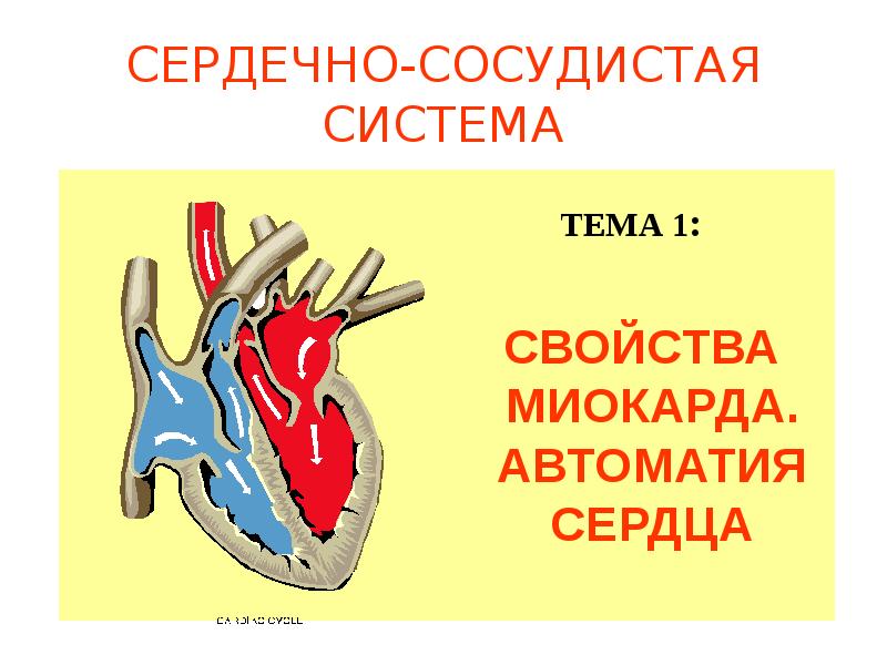 Механизм автоматии сердца презентация