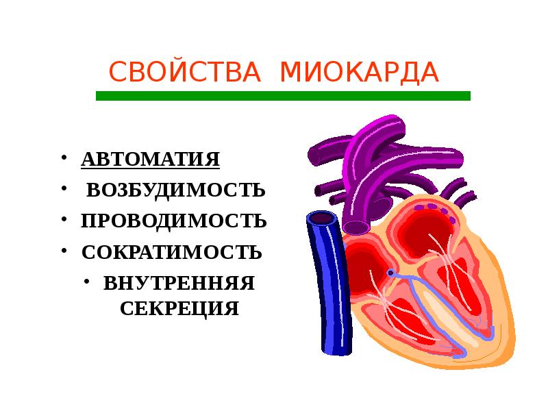 Проводящая система сердца механизм автоматии сердца презентация