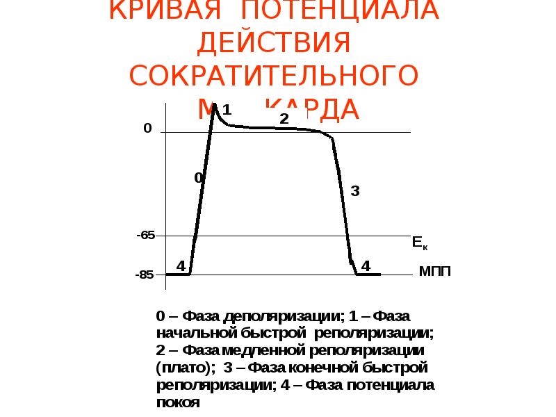 Кривая потенциала действия. Автоматия сердца потенциал действия. Потенциал действия сократительного миокарда. Свойства миокарда.