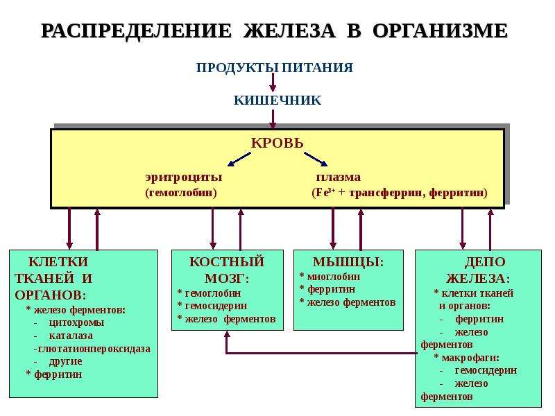 Патология красной крови патофизиология презентация