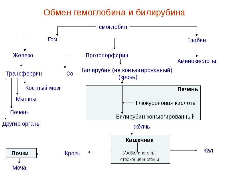 Схема образования билирубина в тканях