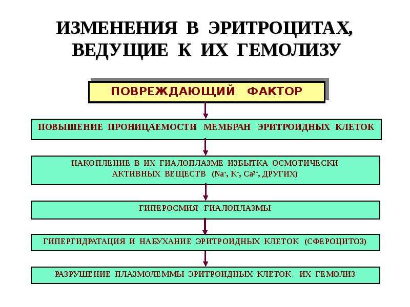 Патология красной крови патофизиология презентация