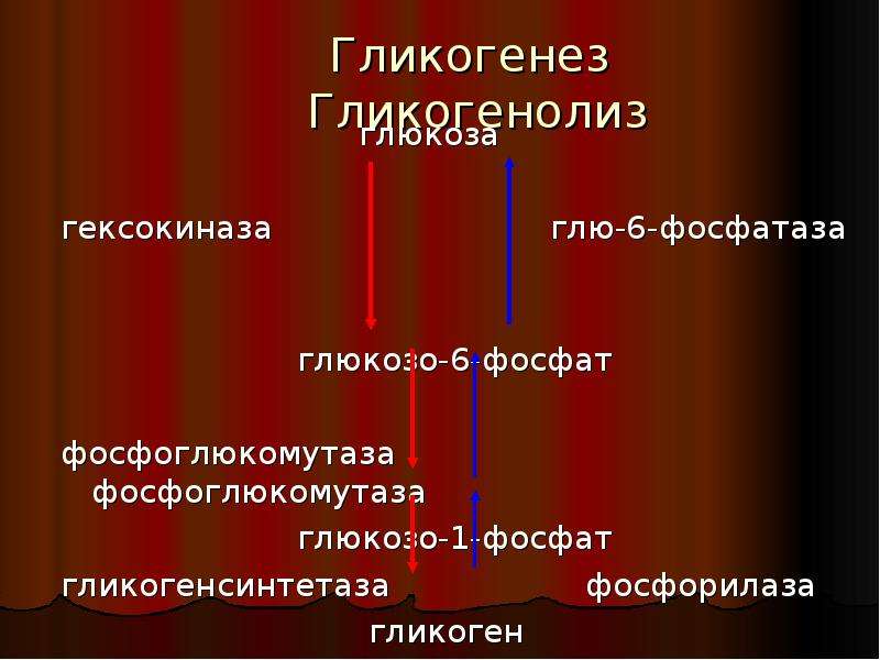 Гликогенез это. Гликогенез и гликогенолиз. Глюкогенез. Гликогенез функции. Гликогенез это процесс.