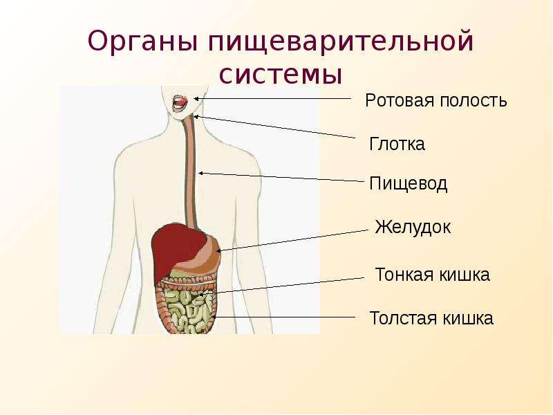 Пищеварительная система полости рта. Пищеварительная система человека схема 3 класс окружающий мир. Ротовая полость глотка пищевод желудок. Пищеварительная система ротовая полость глотка пищевод желудок. Система органов пищеварения рисунок.