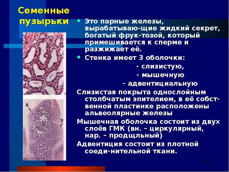 Стенка мочеточника состоит из слизистой мышечной и адвентициальной оболочек