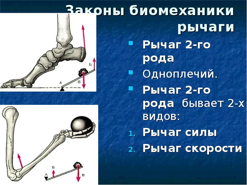 Рычаги в организме человека презентация