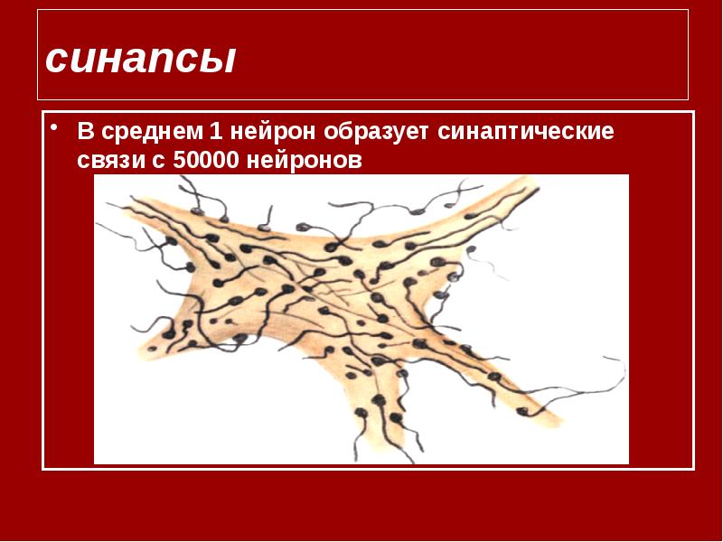 Нейрон 1. Синаптические связи. Синаптическая связь. Синаптических связей.