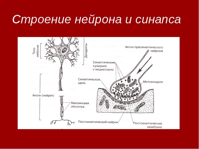 Строение нейрона синапса