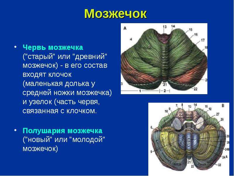 Пути мозжечка схема