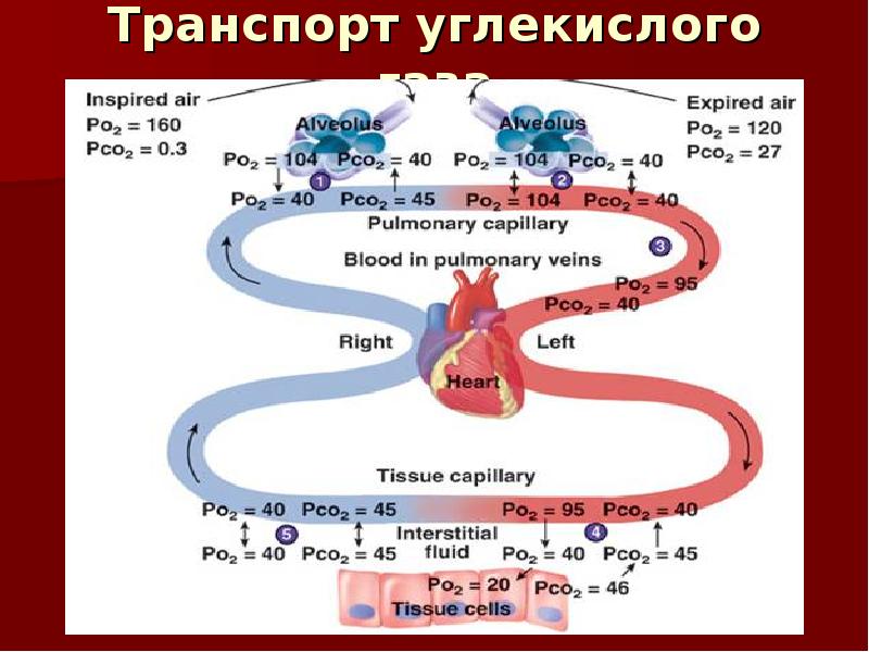 Перенос газов кровью