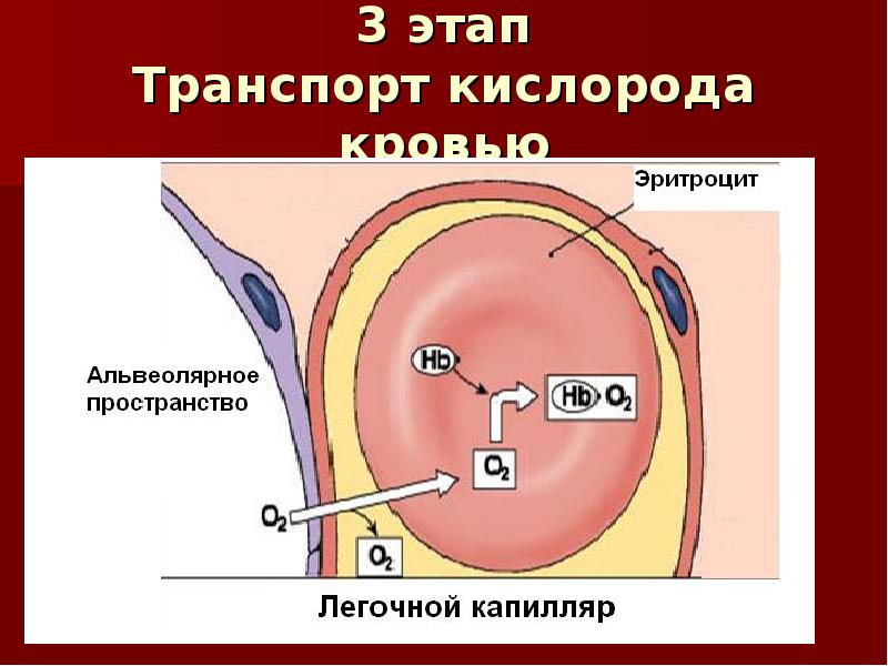 Транспорт кислорода