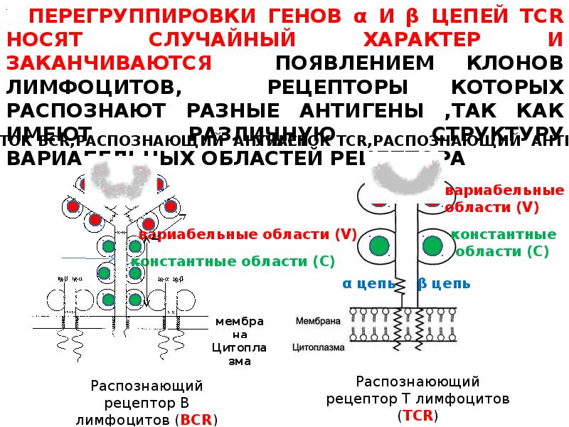 Иммунопоэз это