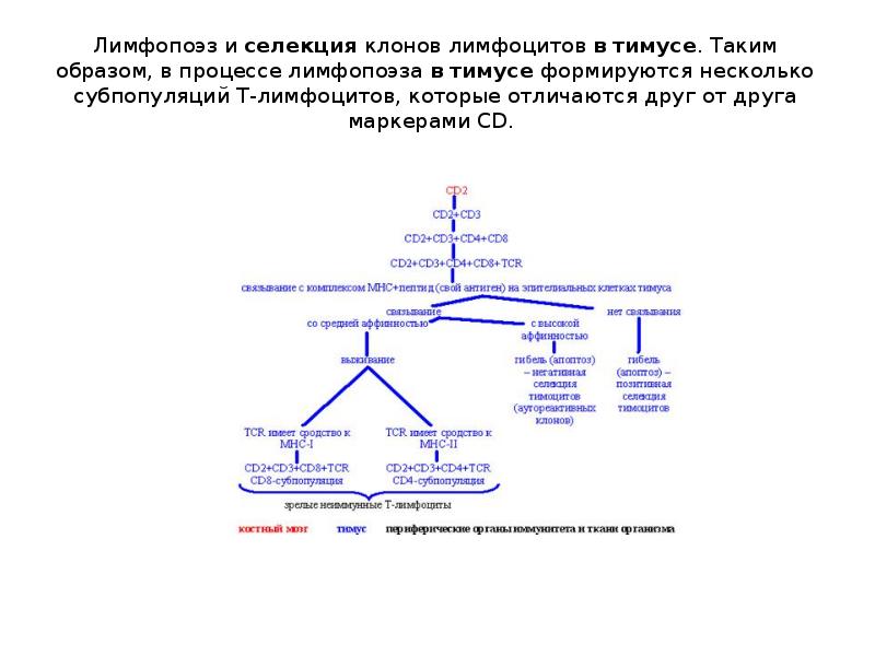 Иммунопоэз это