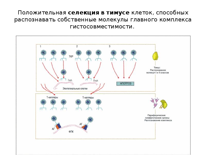 Иммунопоэз это