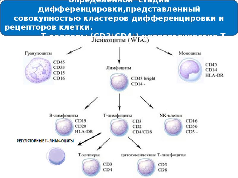 Иммунопоэз это