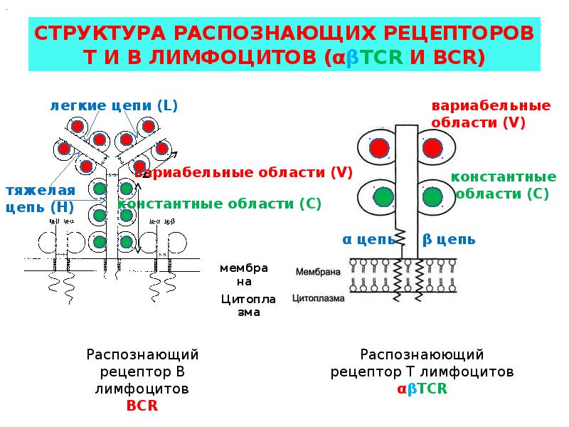 Иммунопоэз это