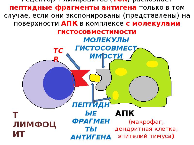 Презентация антигена т лимфоцитам