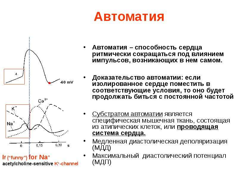 Механизм автоматии сердца презентация