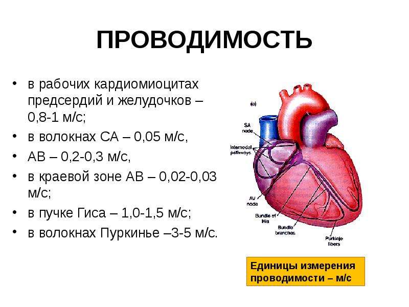 Физиология сердечной мышцы