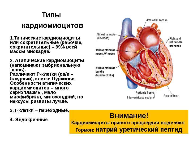 Сердечная мышца картинка