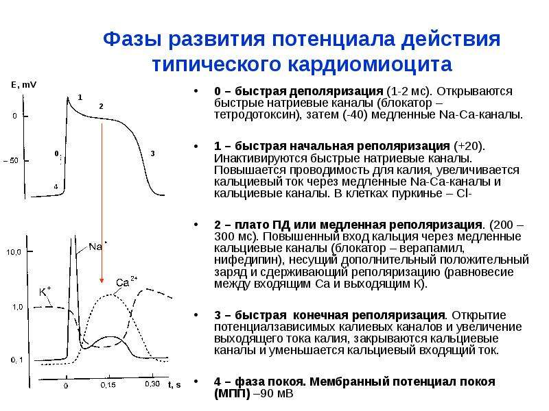 Обозначьте на рисунке фазу деполяризации