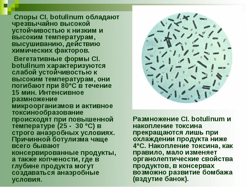 Пищевые связи презентация 11 класс