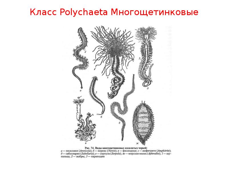 Черви какое развитие