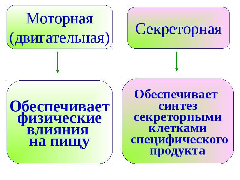 Обеспечивает синтез. Обеспечивает питание плода обеспечивает Синтез. Внутренне продукты моторно - двигательное.