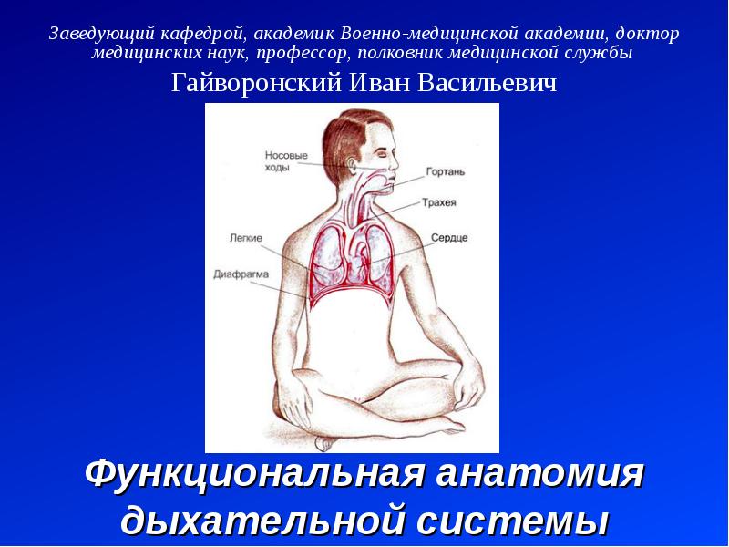 Функциональная анатомия дыхательной системы презентация