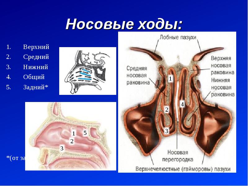 Верхние ходы