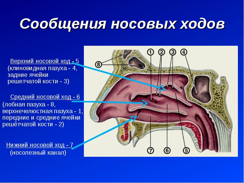 В верхний носовой ход открывается пазуха. Полость носа анатомия носовые ходы. Клиновидная пазуха анатомия. Строение носовых носовые пазухи. Носовая полость строение анатомия.