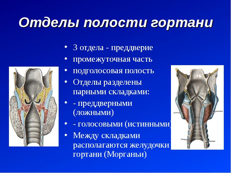 Отделы гортани. Вестибулярный отдел гортани анатомия. Подголосовая часть полости. Желудочки гортани ассиметричны.