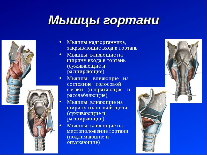 Мышцы гортани схема