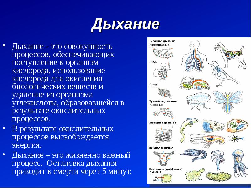 Функциональная анатомия дыхательной системы презентация