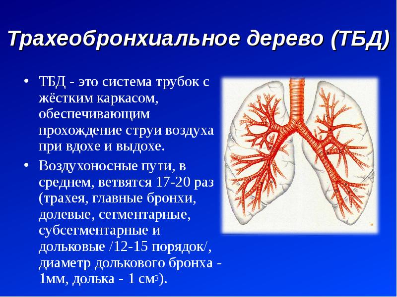 Диффузное утолщение стенок бронхов