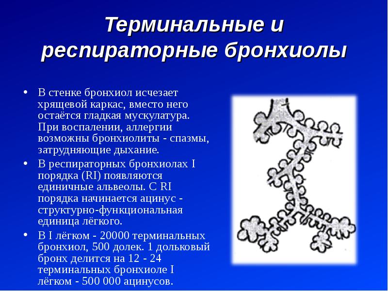 Бронхиолы стенка. Терминальные бронхиолы строение. Респираторная бронхиола гистология. Терминальные и респираторные бронхиолы. Респираторная бронхиола строение.