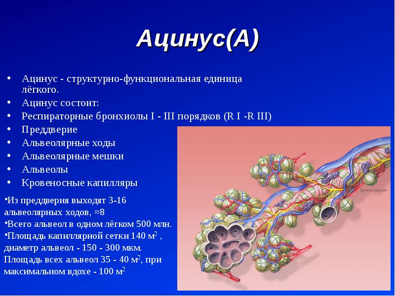 Единица легкого