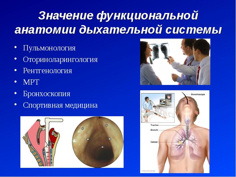 Функциональная анатомия дыхательной системы презентация