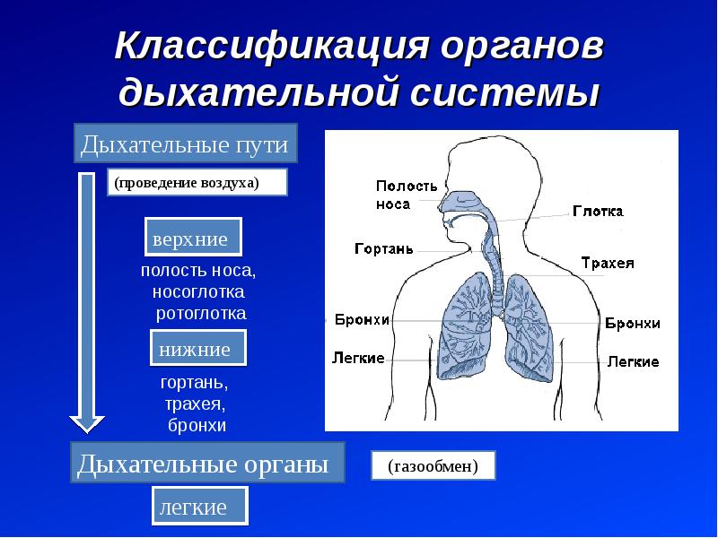 Основные функции дыхательной
