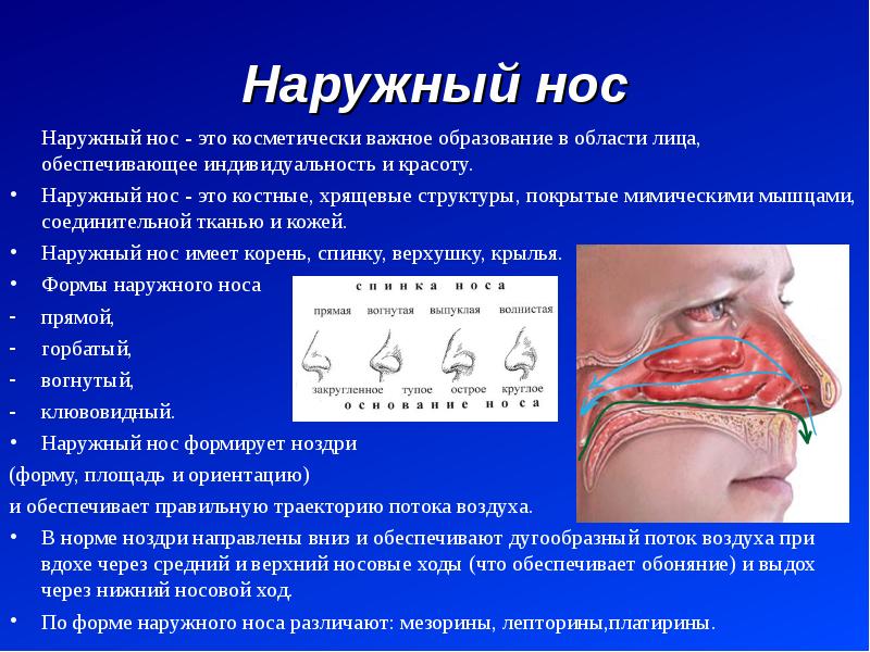 Снаружи носа. Структуры образования наружного носа.