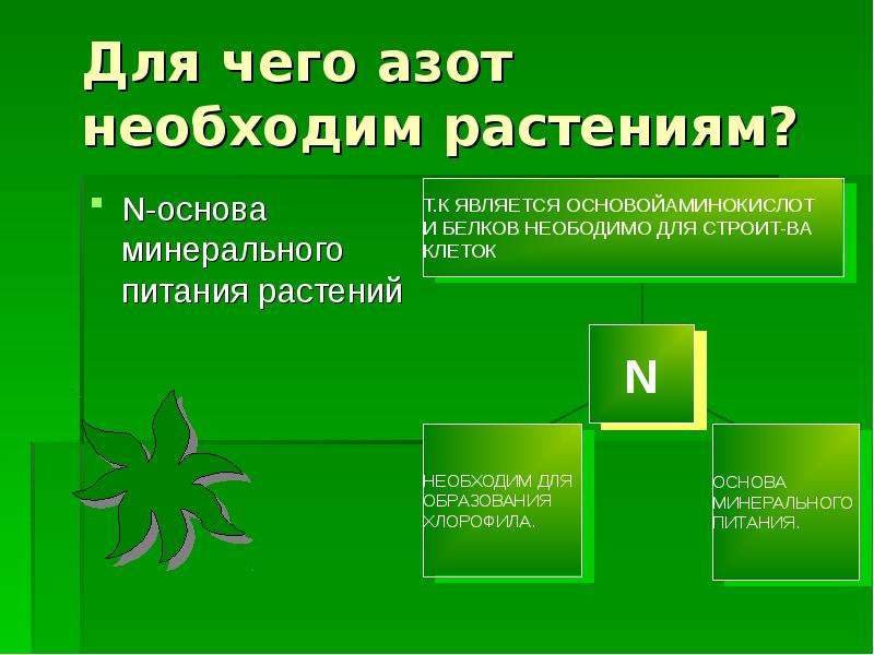 Нитраты в растениях. Для чего необходим азот растениям. Азотное питание растений. Для чего необходим азот.