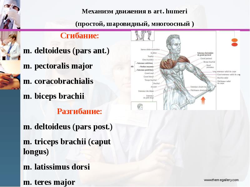 Мышцы, фасции, топография плеча, предплечья, слайд 11