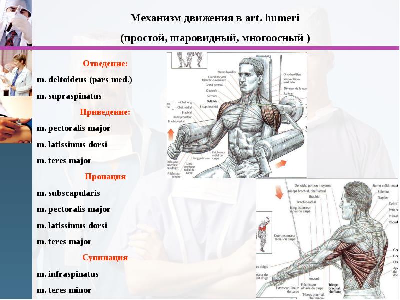 Мышцы, фасции, топография плеча, предплечья, слайд 12