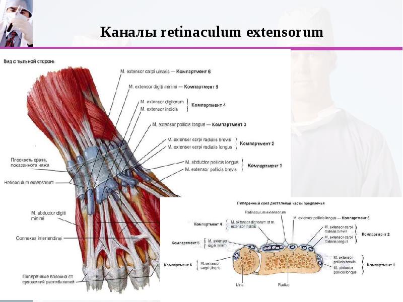 Мышцы, фасции, топография плеча, предплечья, слайд 29
