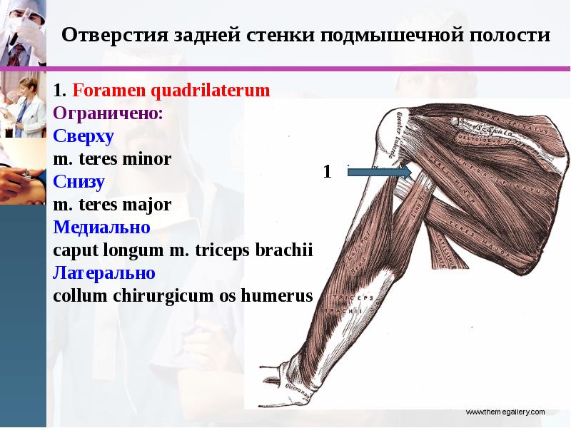 Где находится плечо и предплечье у человека фото пошагово