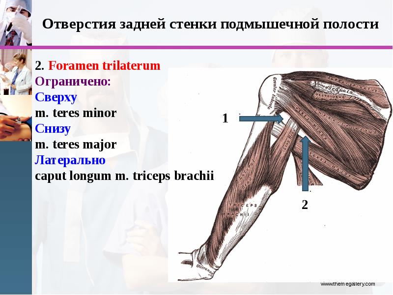 Мышцы, фасции, топография плеча, предплечья, слайд 6