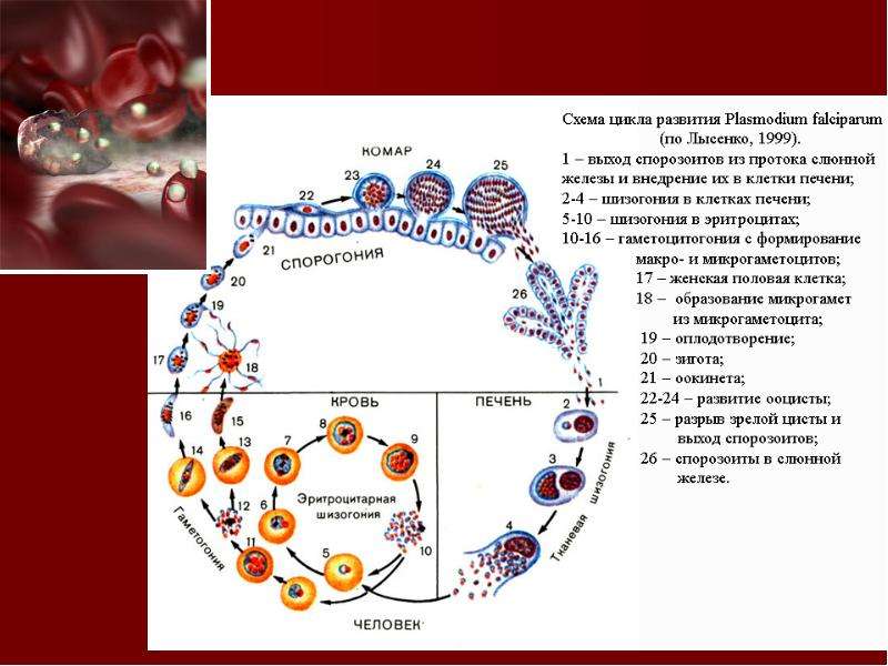 Цикл малярии. Схема развития малярийного плазмодия биология. Жизненный цикл Plasmodium falciparum схема. Жизненный цикл малярийного плазмодия схема. Цикл развития малярийного плазмодия.