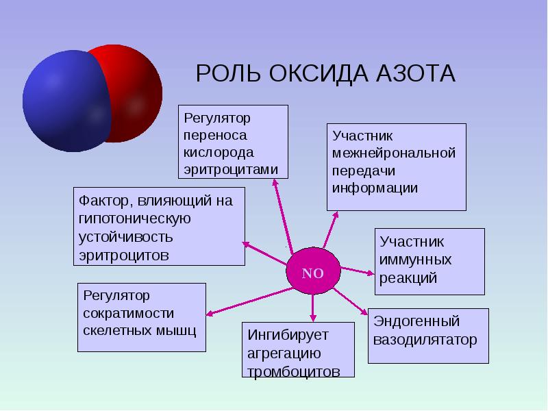 Роль играют такие факторы. Роль оксида азота. Роль оксида азота в организме человека. Окись азота влияние на организм. Эффекты оксида азота.